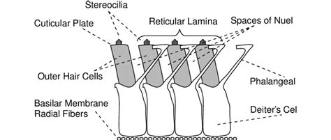 4. Schematic organization of the outer hair cells as they sit upon the... | Download Scientific ...