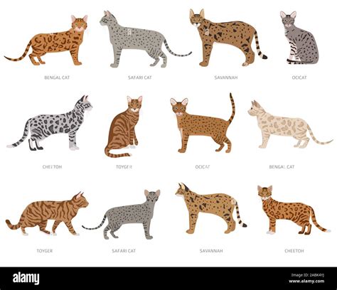 Can An Ocelot Breed With A Domestic Cat