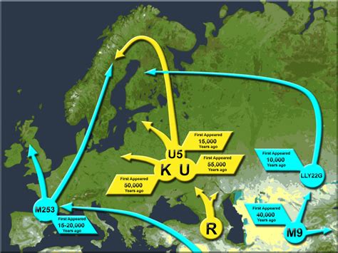 Haplogroup K (mtDNA) | Familypedia | Fandom