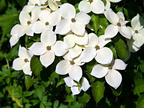 Planting Dogwood Kousa Tree - How To Take Care Of Kousa Dogwoods