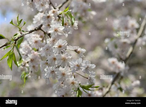 Japanese cherry blossoms Kyushu cherry blossoms Stock Photo - Alamy