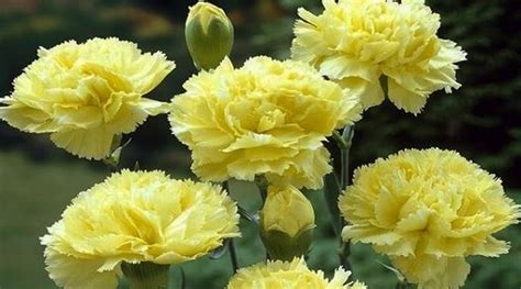 Carnation Flower Meaning - Symbolism and Significance - Xu Farm