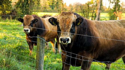 Aubrac society sale set for Tullamore Mart this Saturday - Agriland.ie