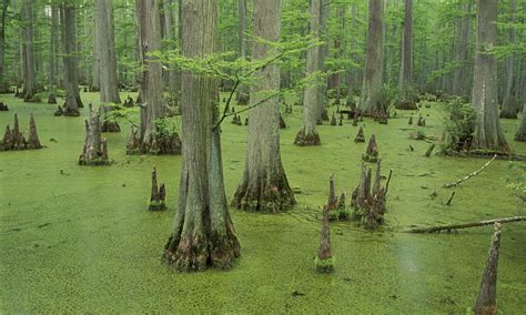 Cypress trees, Swamp, Nature