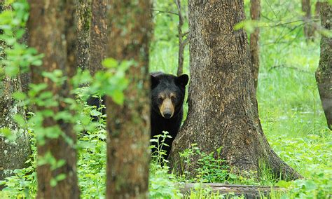 bears-natural-habitat | American Bear Association