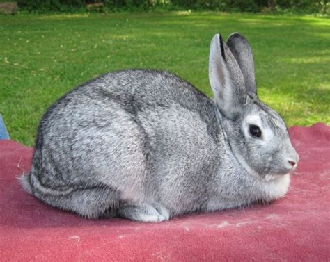 7 Best Rabbit Breeds To Raise For Their Fur - Rabbits Care