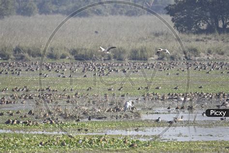 Image of Birds In tropical Lake Of Pobitora Wildlife Sanctuary , Assam ...