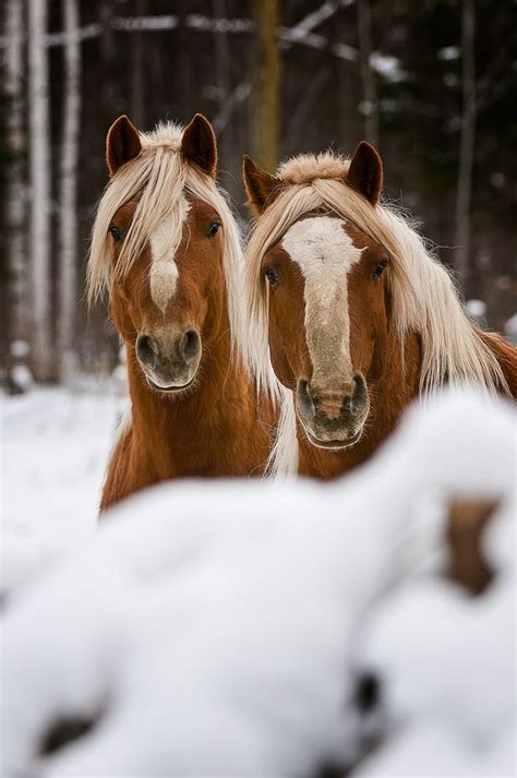 Horses in winter | Horses, Winter horse, Horse love