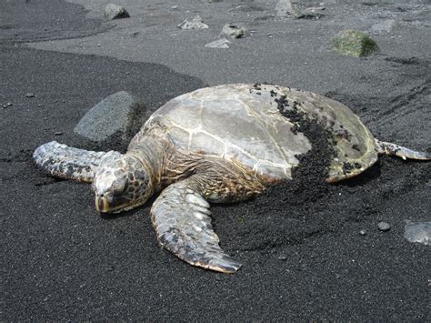 Sea Turtle Black Sand Beach Hawaii | Black sand beach hawaii, Hawaii ...