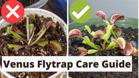 The Complete Venus Fly Trap Care Guide 🌱 - YouTube