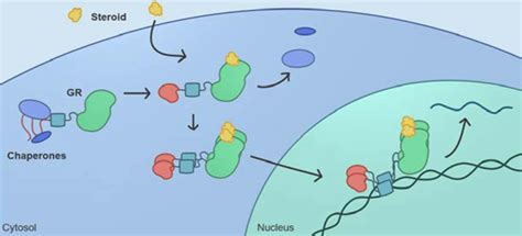 Signaling pathways and disordered proteins | Surface Your Real Self