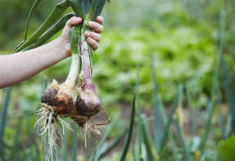 When Do You Harvest Onions? Here's What to Look For