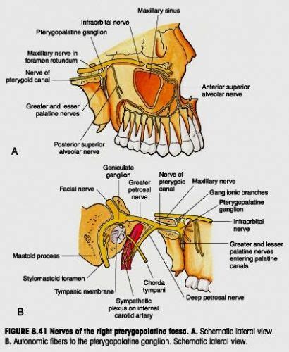 pterygopalatine fossa nerves | Joints anatomy, Body anatomy, Human body ...