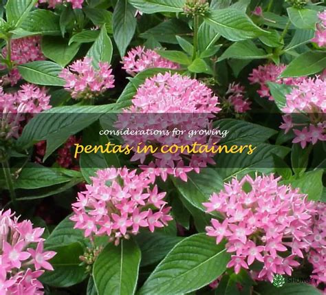 Tips For Growing Pentas In Containers: Considerations For Successful ...