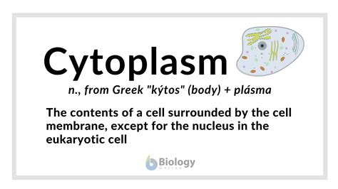 Cytoplasm Definition and Examples - Biology Online Dictionary