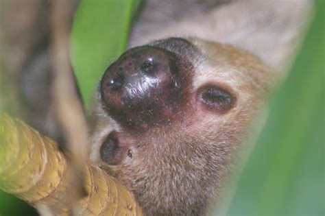 Sleeping Sloth | Found this Sloth sleeping in a tree at the … | Flickr