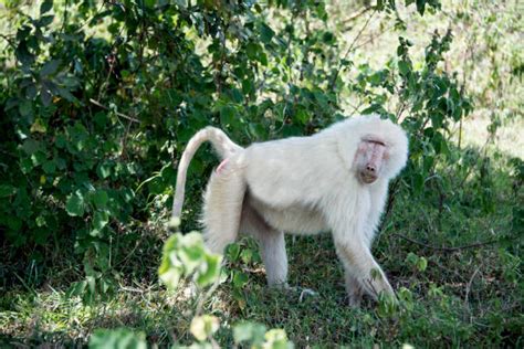 800+ Albino Monkey Stock Photos, Pictures & Royalty-Free Images - iStock