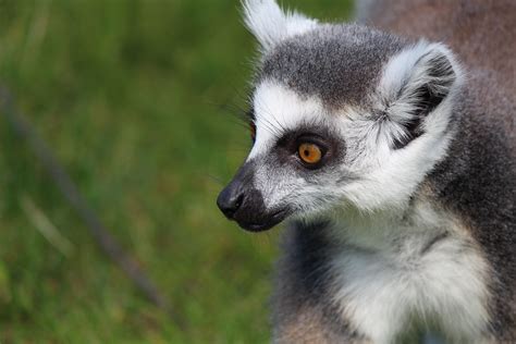 day, animal, portrait, 5K, prosimians, animal head, lemur catta ...