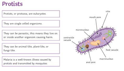 What are Protists? - Answered - Twinkl Teaching Wiki