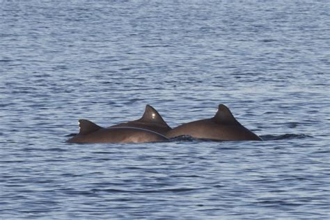 Porpoises - meet the different species - Whale & Dolphin Conservation USA