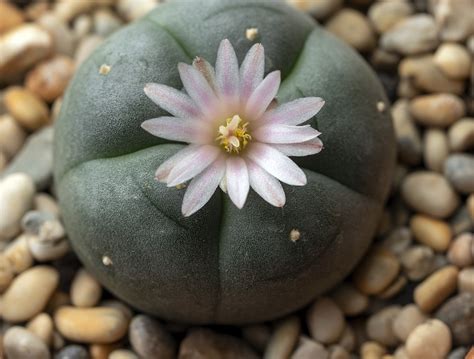 What Is Peyote? Everything You Need to Know About Mescaline Cactus | Psychedelic Spotlight