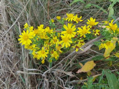 Poisonous Senecio jacobaea stock photo. Image of field - 123523298