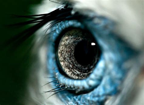 Birds Eye | Wild eyes, Birds eye, Beautiful eyes