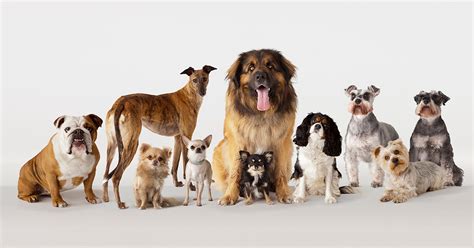 The 7 Dog Breed Groups, Explained – PureWow