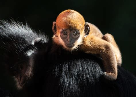 François’ Langur - Los Angeles Zoo and Botanical Gardens