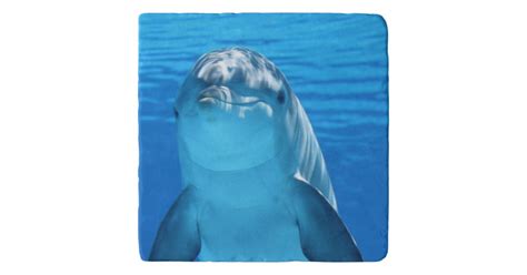 Bottlenose Dolphin looks at the camera under water Trivet | Zazzle.com