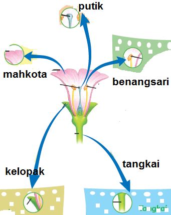 Bagian-Bagian Bunga Dan Fungsinya - Materi Ajar SD, SMP, SMA