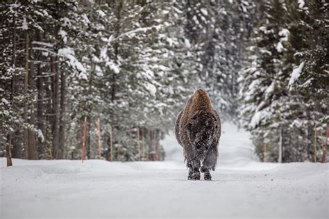 Desktop Wallpapers American bison Winter Snow forest Animals