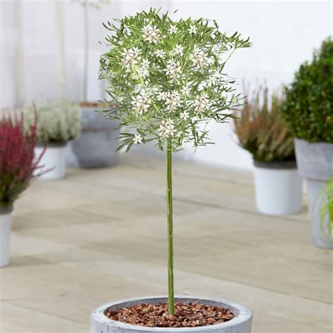 Choisya White Dazzler for Sale | Ornamental Trees | Free UK Delivery Over £50