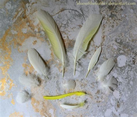 Sulphur-Crested Cockatoo Feathers by BluesOfTheFeather on DeviantArt