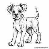 Boxer Dogs Coloring Pages  Free & Printable sketch template