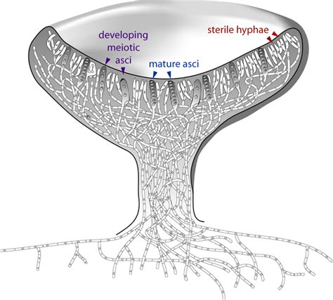 OH93 Independent study on FUNGI: Ascomycetes