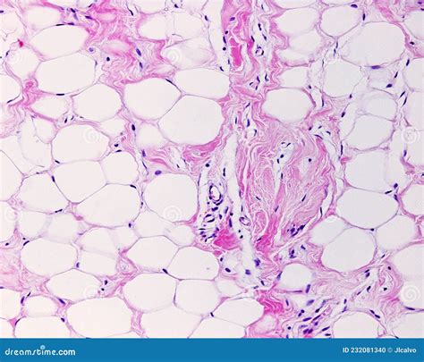 Adipose tissue stock photo. Image of lipid, histology - 232081340