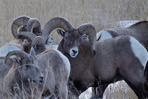 Voyagers: Badlands National Park Wildlife 野生動物