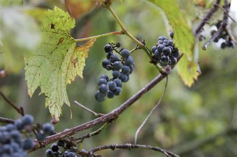 riverbank grape (Vitis riparia) · iNaturalist Canada