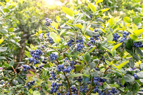 Southern Highbush Blueberries (Vaccinium corymbosum “Darrow”) - Food Gardening Network