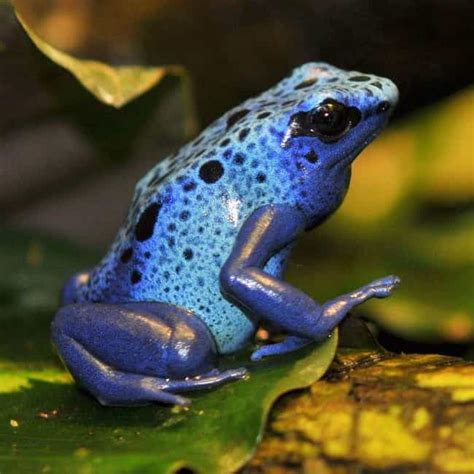 The Top 10+ Most Poisonous Frogs & Toads In The World