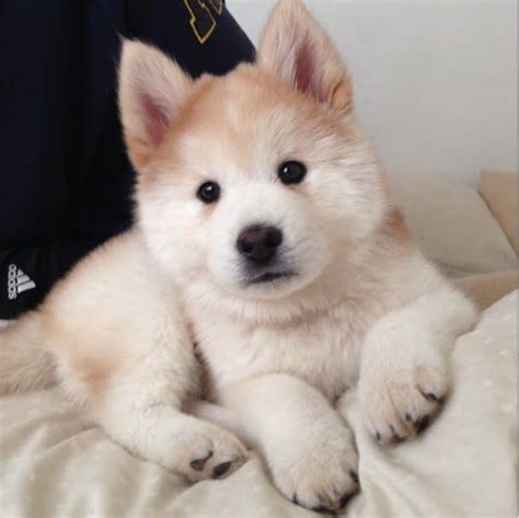 Chow Chow + Siberian Husky = Chusky #siberianhusky | Puppies, Cute animals, Cute dogs