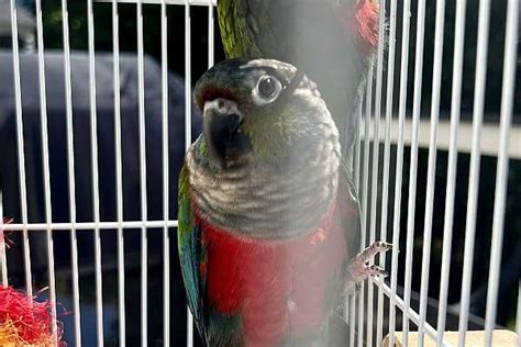 Crimson bellied conure breeding pair