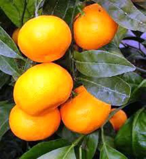 Citrus unshiu Silverhill | Wholesale Nursery - Nurseries in Melbourne, Sydney & Brisbane | Plantmark