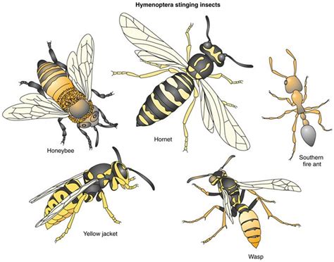 is a wasp and yellow jacket the same - Google Search | Bee/Wasp Wars | Pinterest | Allergies ...