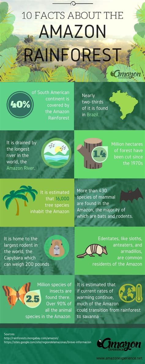 Pin by Syeda Neha on Brazil facts in 2020 (With images) | Amazon rainforest, Rainforest ...