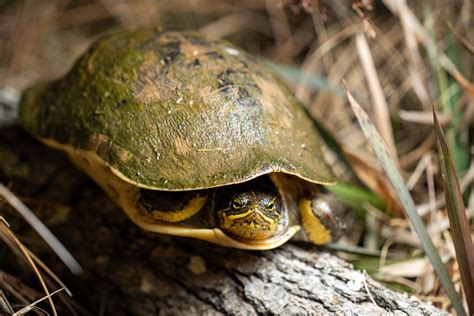 Chicken Turtle – Reptiles and Amphibians of Mississippi