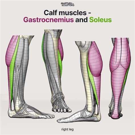 Anatomy For Sculptors - Calf muscles