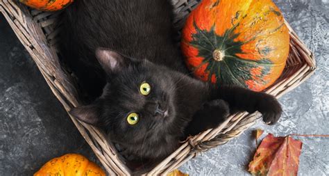 Pumpkin Treat Recipes For Your Cat | BeChewy