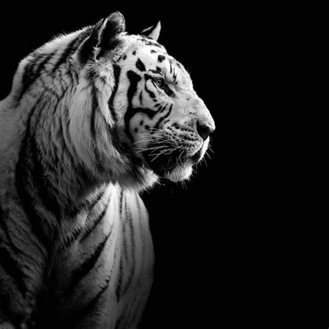 Amazing Black And White Animal Photography By Lukas Holas | Wild animals photography, Tiger ...